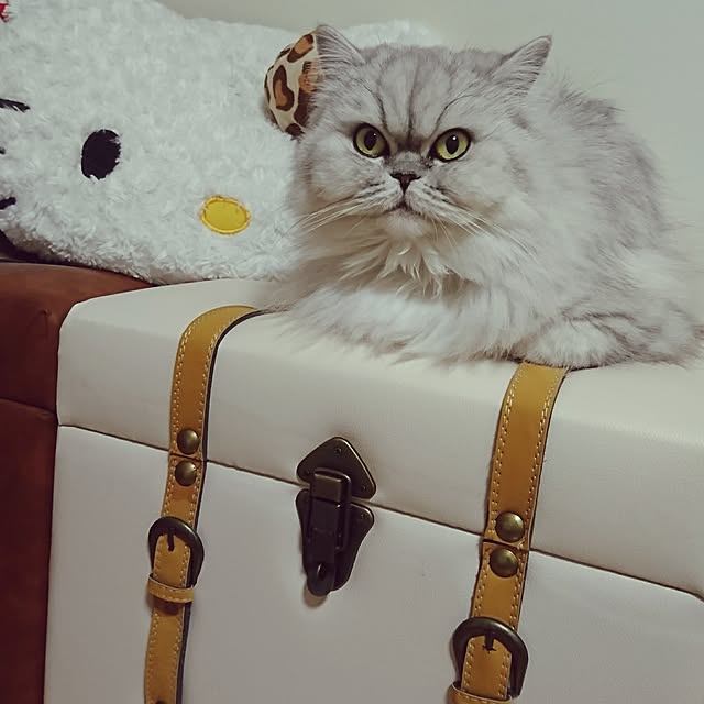 nyan5さんの実例写真