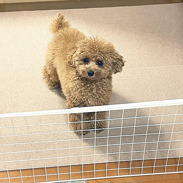 kawauso15さんの部屋