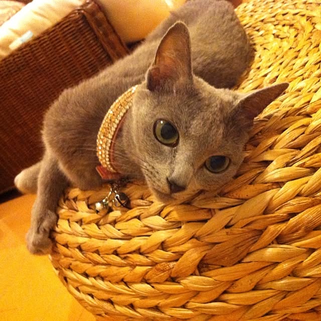 nekochanさんの実例写真