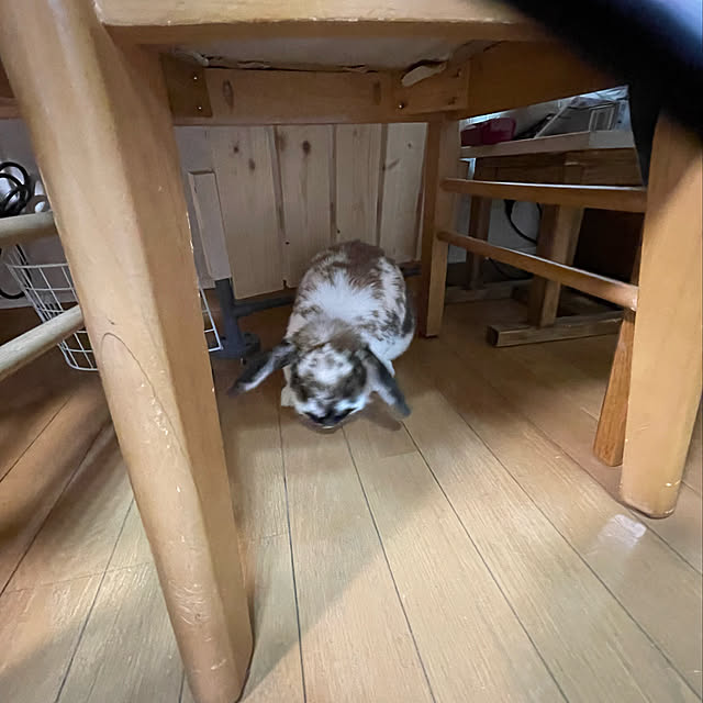 snowさんの実例写真