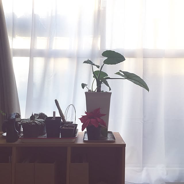 hiromiさんの実例写真