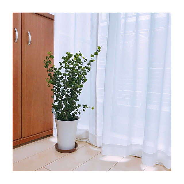 mikiteacupさんの実例写真