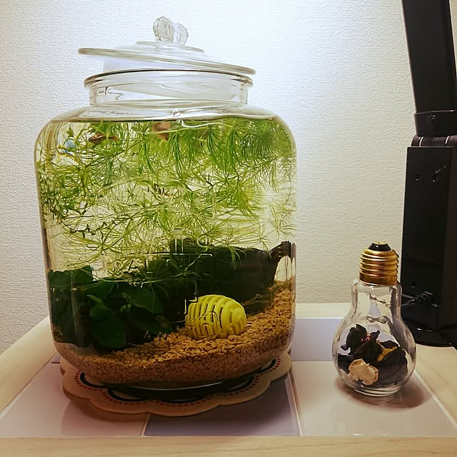 ikemenshunさんの実例写真