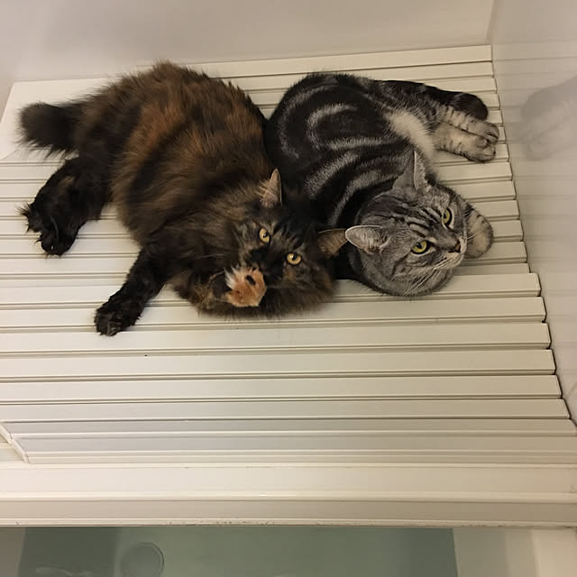 mikomaruさんの実例写真