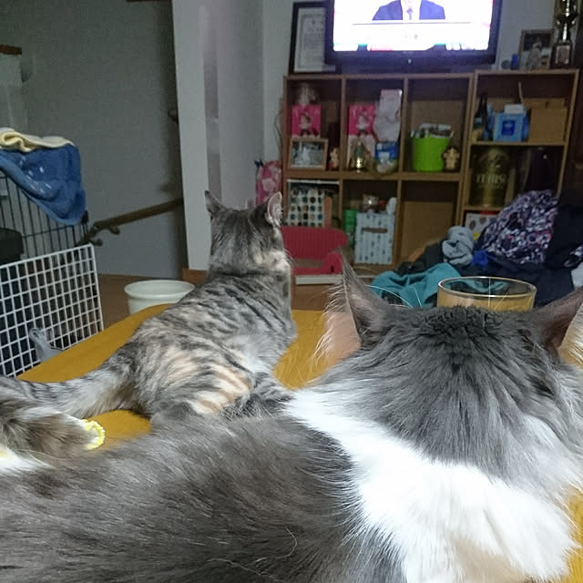 shinobuさんの実例写真
