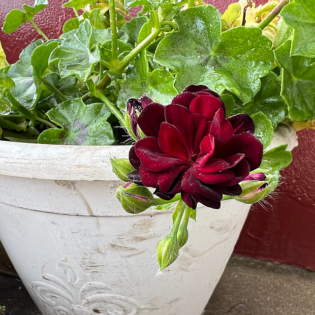 AYUKOさんの実例写真