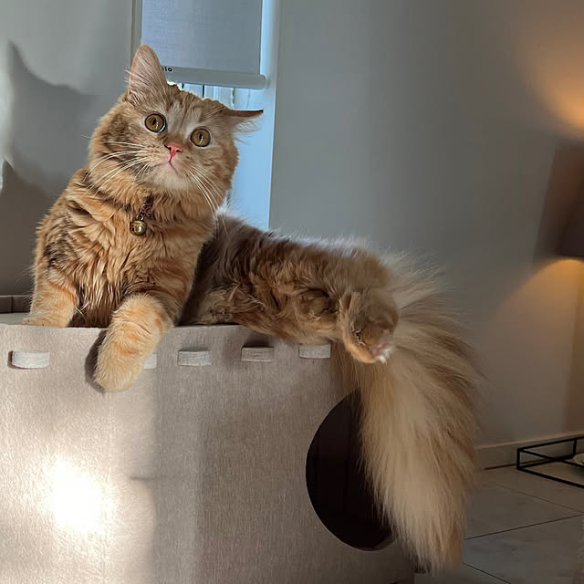 beanさんの実例写真