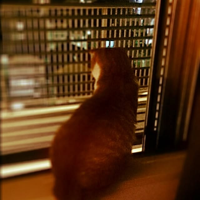 Sachiさんの実例写真