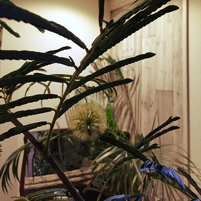 milimiliさんの実例写真