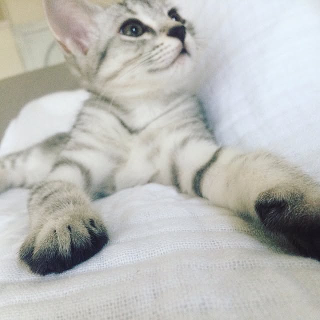 miiさんの実例写真