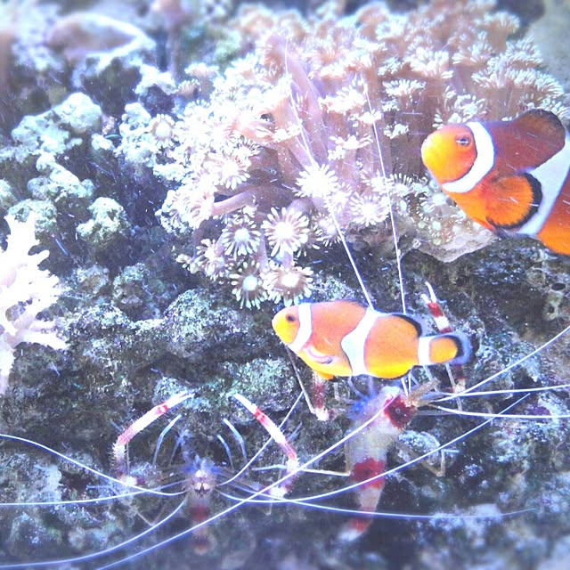 棚/海水魚のインテリア実例 - 2015-12-09 20:03:04