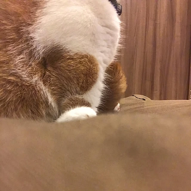 KotarouKunさんの実例写真