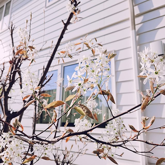 surviveさんの部屋