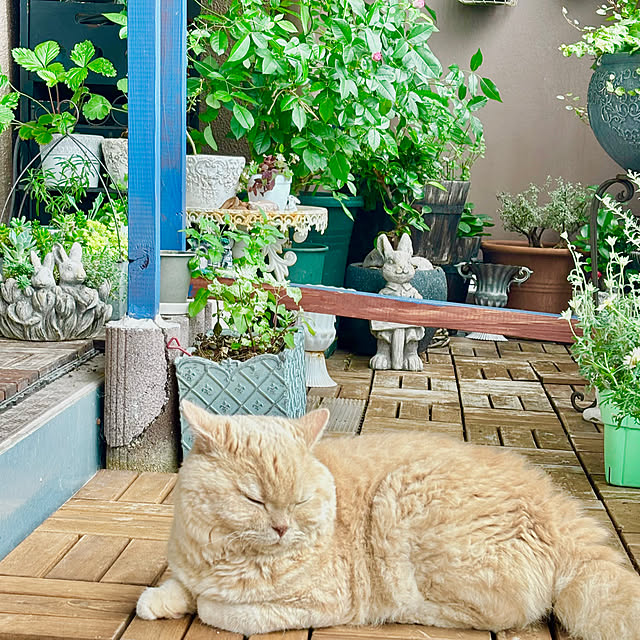 naokoさんの実例写真