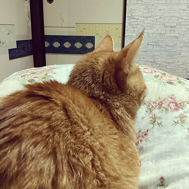 conatuさんの実例写真
