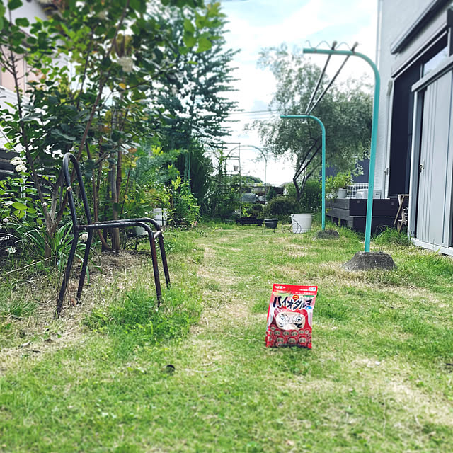 部屋全体/植物/梅雨の晴れ間/草抜き/芝の庭...などのインテリア実例 - 2024-07-08 02:02:02