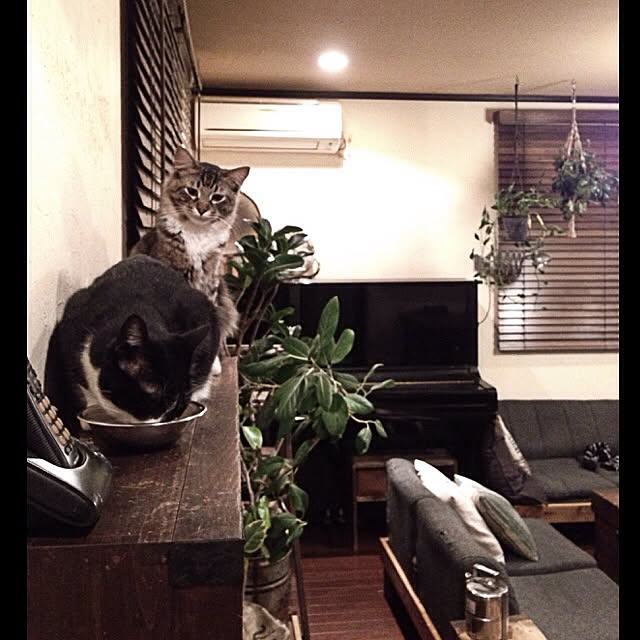 jnkaiさんの実例写真