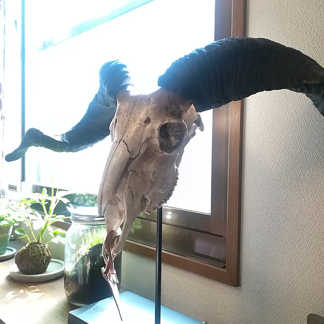 choikokaeruさんの実例写真
