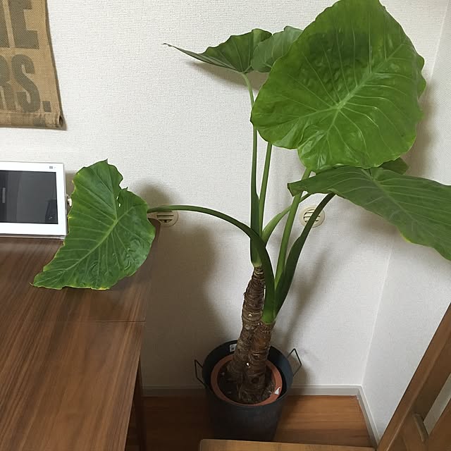 T.S.Pさんの実例写真