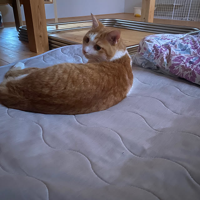 senbei.sakuramochiさんの実例写真