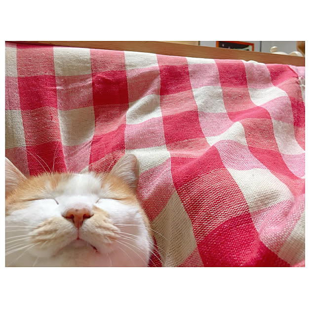 mintcatさんの実例写真