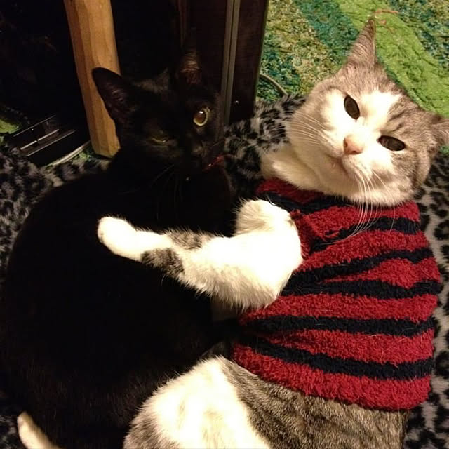 実例写真