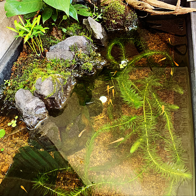 kkmamaさんの実例写真