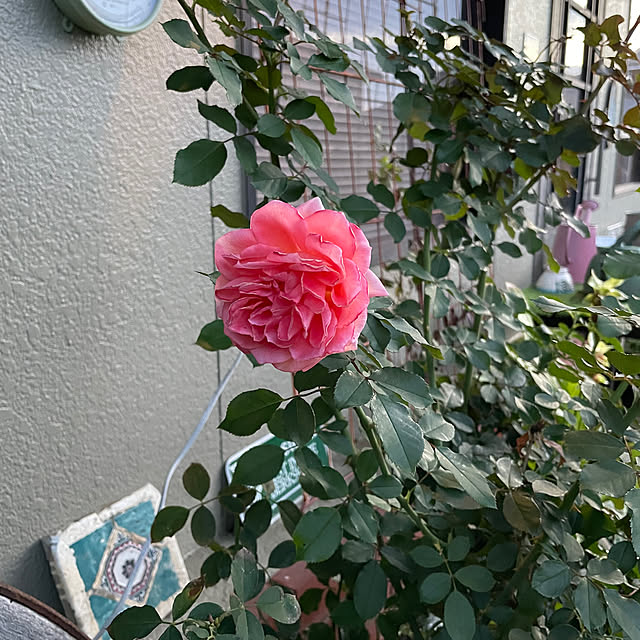 shin0719さんの実例写真