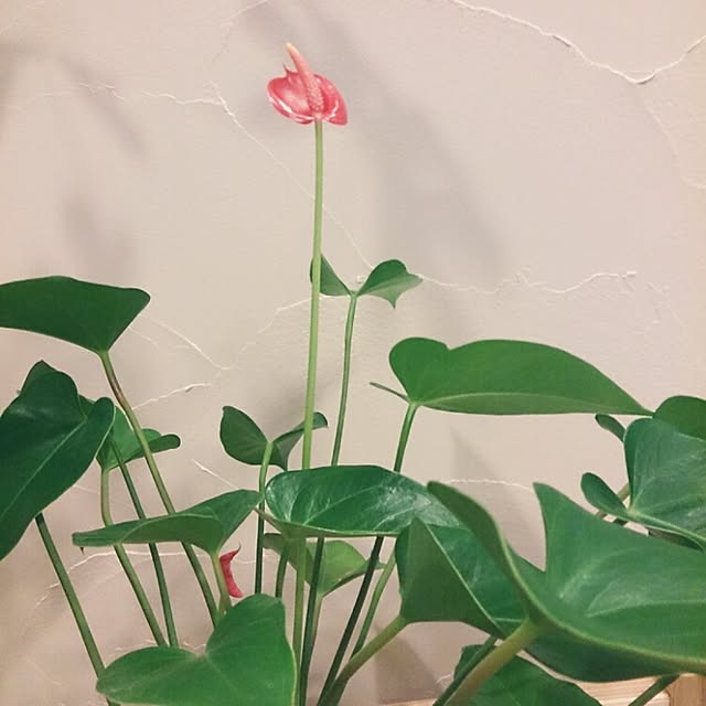 yuzukoさんの実例写真