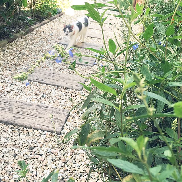 mintcatさんの実例写真