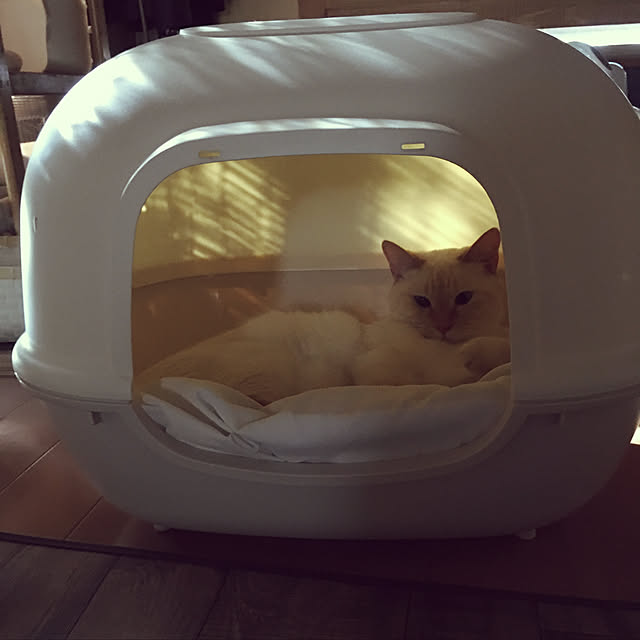 junbuさんの実例写真