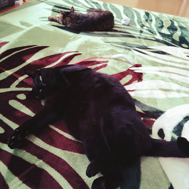mametarouさんの実例写真