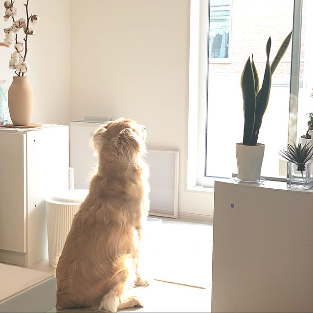 ak_myhomeさんの実例写真