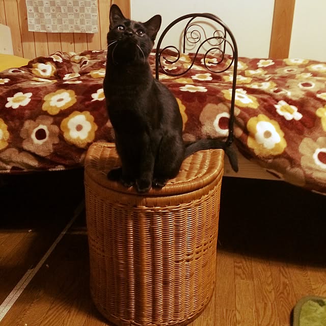chachaさんの実例写真