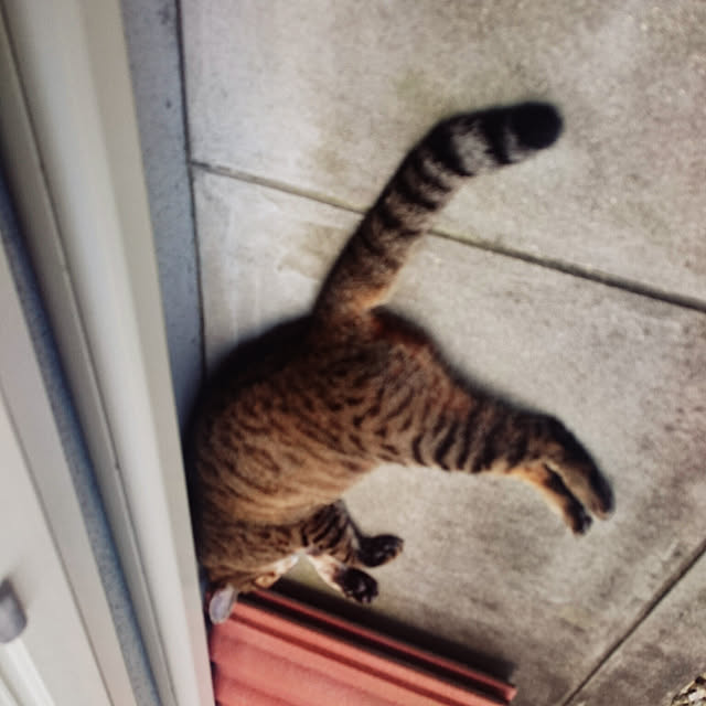 lilyさんの実例写真