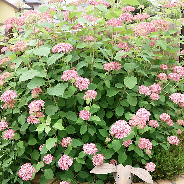 VIORAさんの実例写真