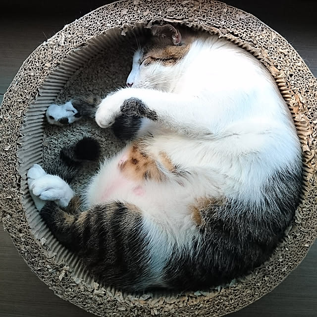 CinqinTWさんの実例写真
