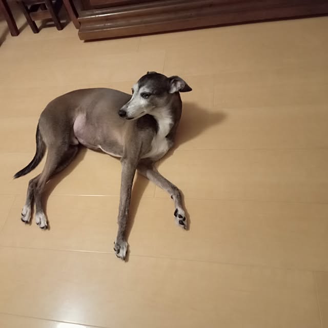 moruさんの部屋