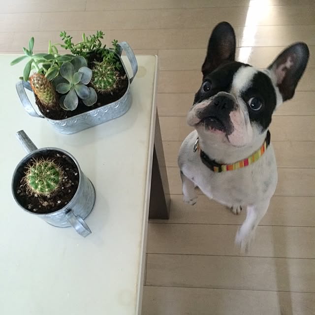 nicoさんの実例写真