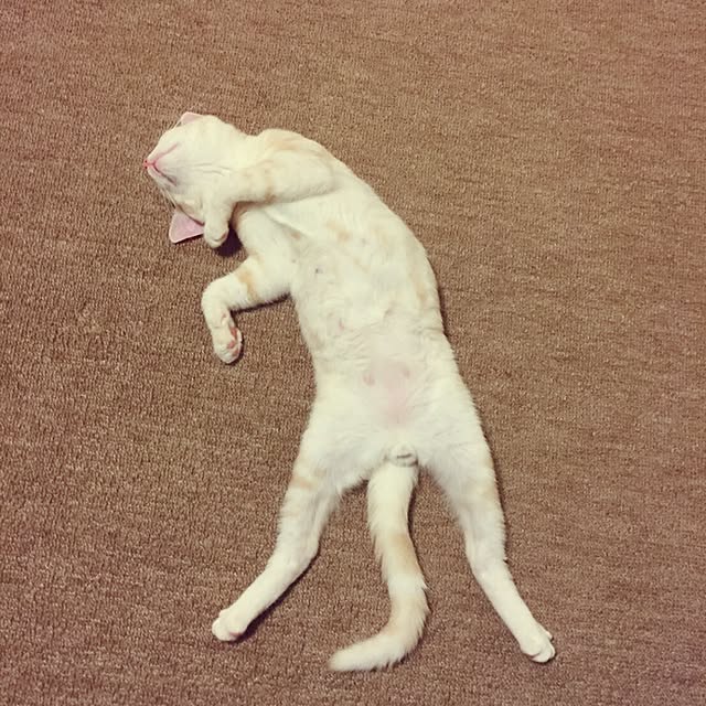 hiyupan88さんの実例写真