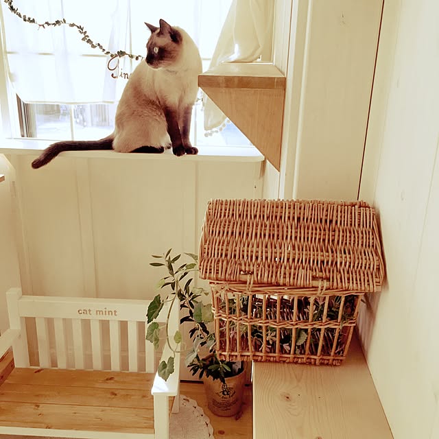 mintcatさんの実例写真