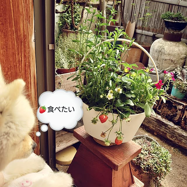 akaidarumaさんの部屋
