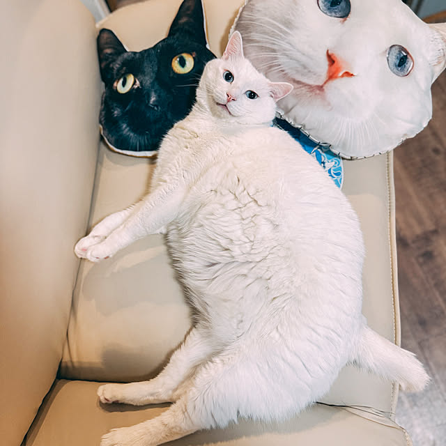 yuiiiさんの実例写真
