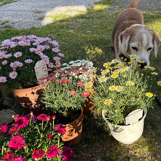 nishimiさんの実例写真