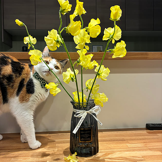 rengeさんの実例写真