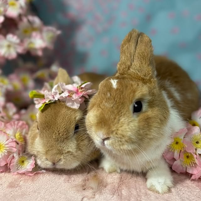 棚/私の癒し/うさぎと暮らす/ネザーランドドワーフのインテリア実例 - 2025-05-04 16:27:26