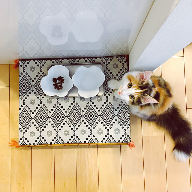 kiichigoさんの実例写真
