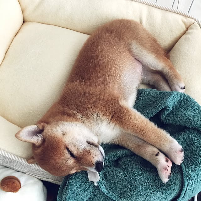 suzyさんの実例写真