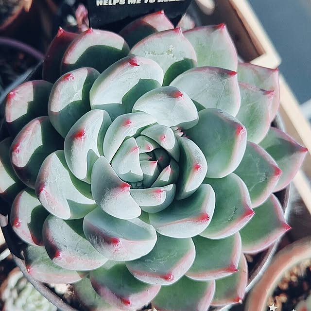 xomaaroxさんの実例写真