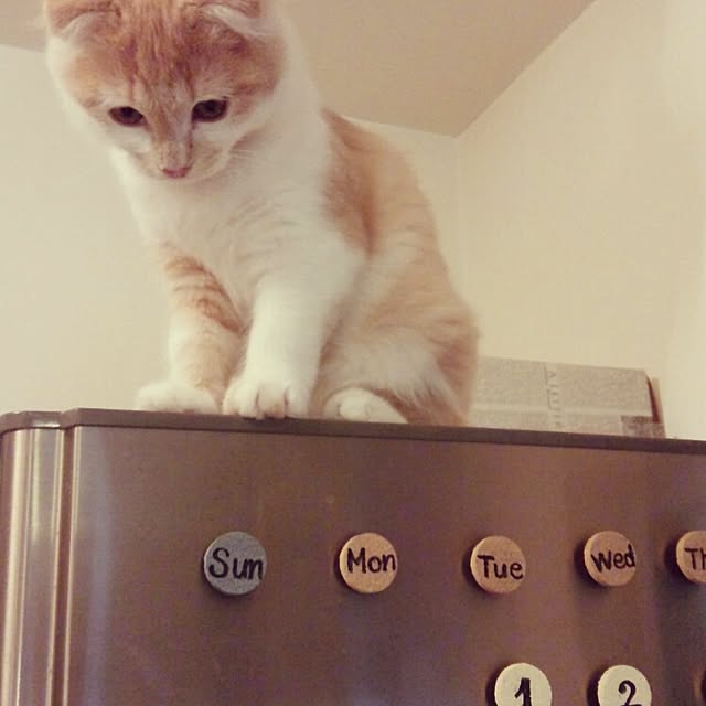 yuさんの実例写真